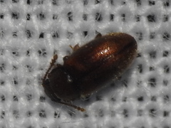 Cryptophagus setulosus