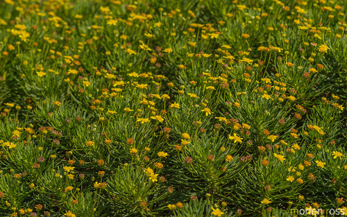 Euryops image