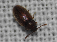 Cryptophagus setulosus