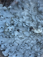 Parmelina tiliacea