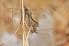 Helocordulia selysii