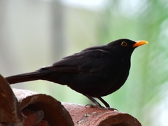 Turdus merula cabrerae