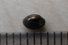 Byrrhidae