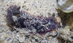 Dendrodoris arborescens