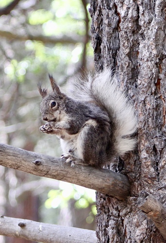 Abert's Squirrel