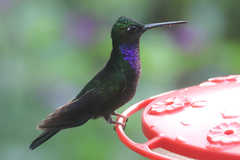 Campylopterus villaviscensio