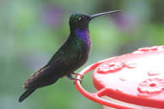 Campylopterus villaviscensio