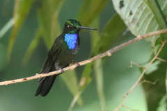 Campylopterus villaviscensio