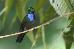 Campylopterus villaviscensio