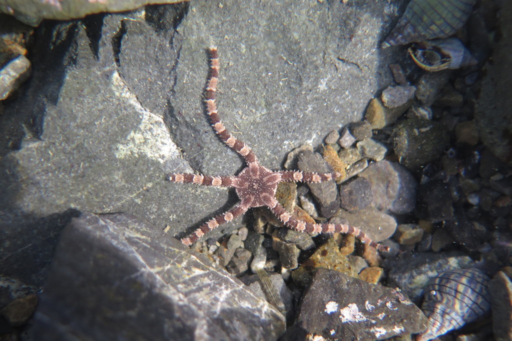 Ophiopezidae