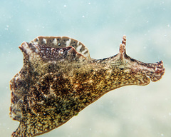 Aplysia reticulata