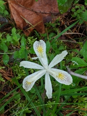 Iris chrysophylla