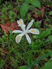 Iris chrysophylla