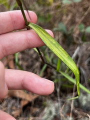 Commelina erecta subsp. erecta image