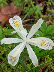 Iris chrysophylla