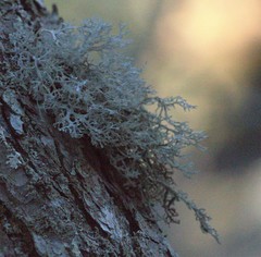 Pseudevernia consocians