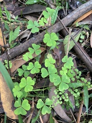 Oxalis incarnata