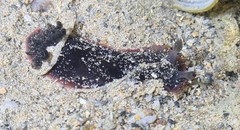 Dendrodoris arborescens