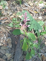 Odontonema callistachyum