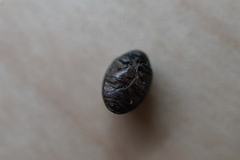 Byrrhidae