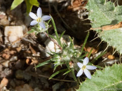 Eriastrum diffusum