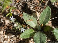 Eriastrum diffusum