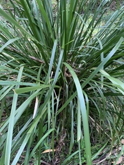 Lomandra hystrix