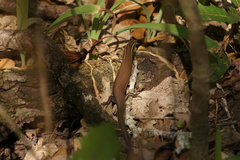 Plestiodon tetragrammus brevilineatus