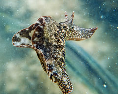 Aplysia reticulata