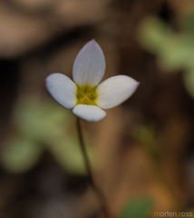 Oldenlandia balfourii image