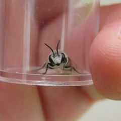 Colletes titusensis