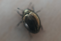 Byrrhidae