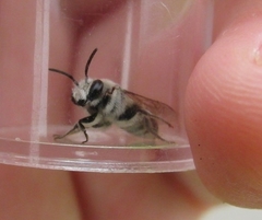 Colletes titusensis