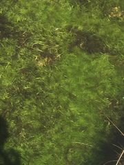 Ranunculus ololeucos