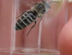 Colletes titusensis