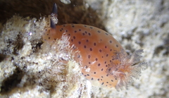 Dendrodoris guttata
