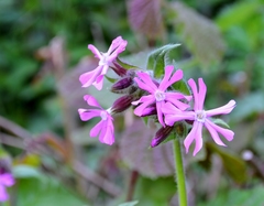 Silene dioica
