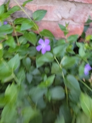 Vinca major