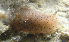 Dendrodoris guttata