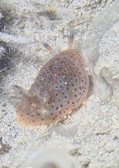 Dendrodoris guttata