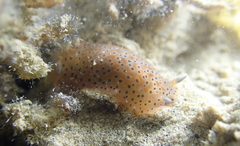 Dendrodoris guttata
