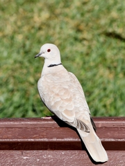 Streptopelia decaocto