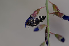 Acmaeodera vernalis