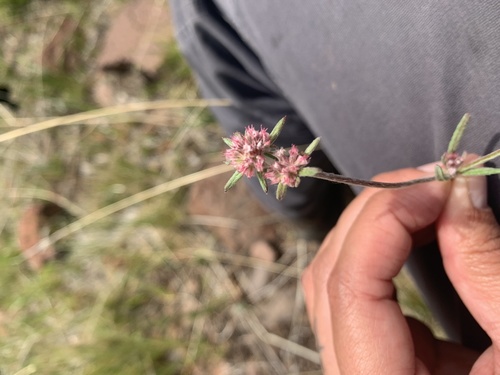 iNaturalist observation photo of pink spineflower