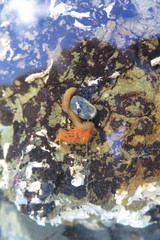 Timarete anchylochaetus