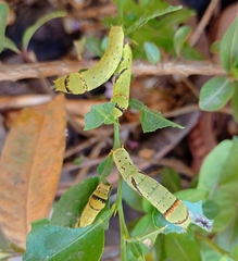 Papilio polytes