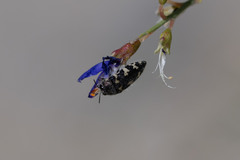 Acmaeodera vernalis