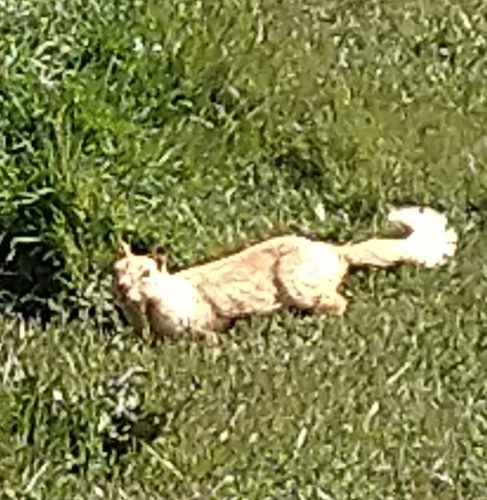 iNaturalist observation photo of California Ground Squirrel