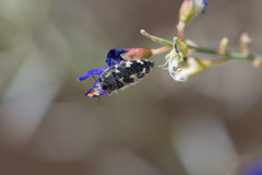 Acmaeodera vernalis