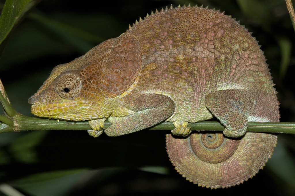 Amber Mountain Chameleon